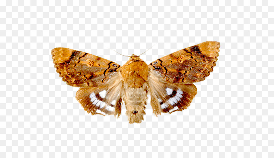 Insekt Angoumois Kornmotte Lepidoptera Maulwurf - Insekt