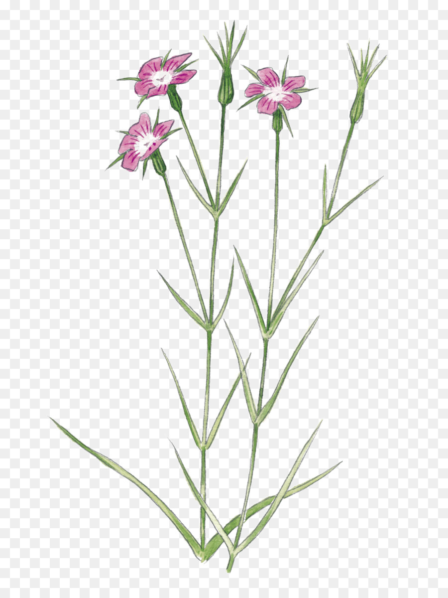 Rosa Pflanze-Stiel Lavendel - 