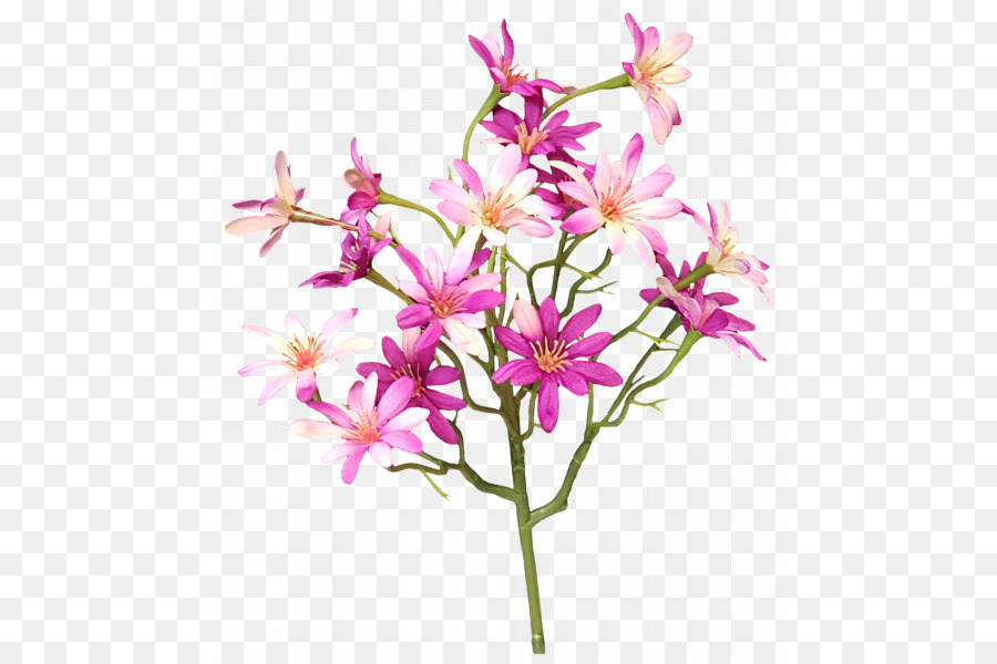 Gốc thực vật Cắt hoa Bụi Cành - aster cắt hoa