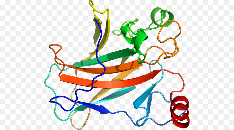 Clip art Illustration Produkt Pflanzlichen Stammzellen der Linie - Tumor Protein p53 Binde Protein 2