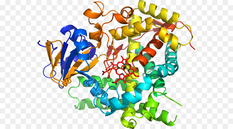 Clip art Produkt Organismus Line - Cytochrom P450 Reduktase