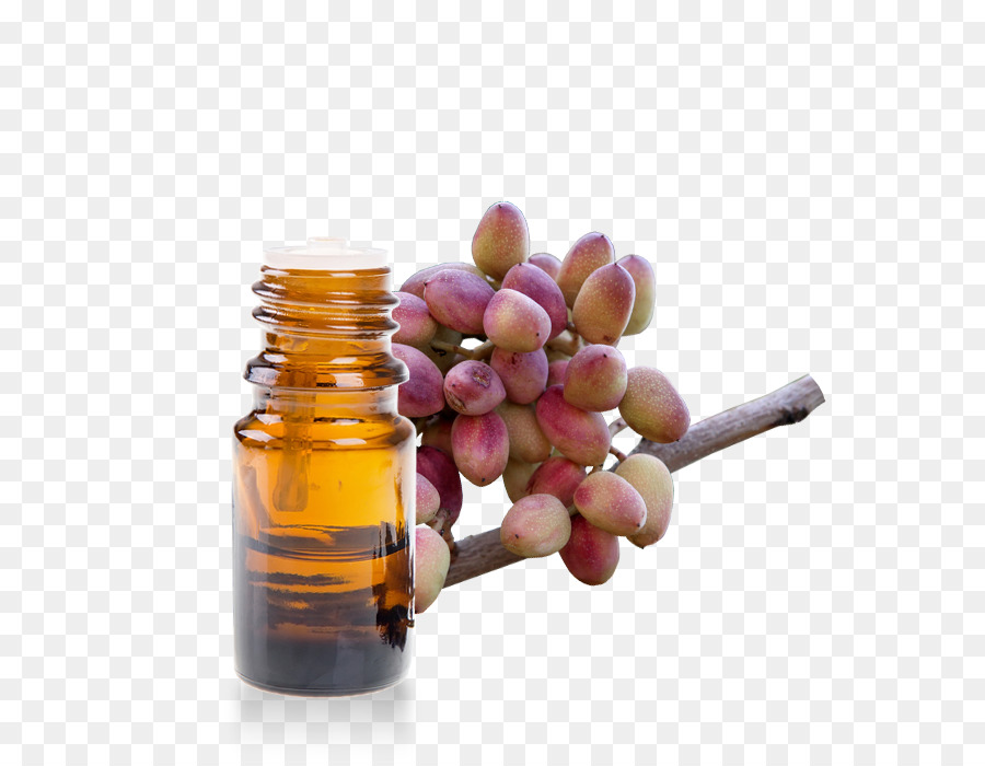 Nhũ hương cây Coustellet chai Thủy Tinh dầu - Pistacia lentiscus