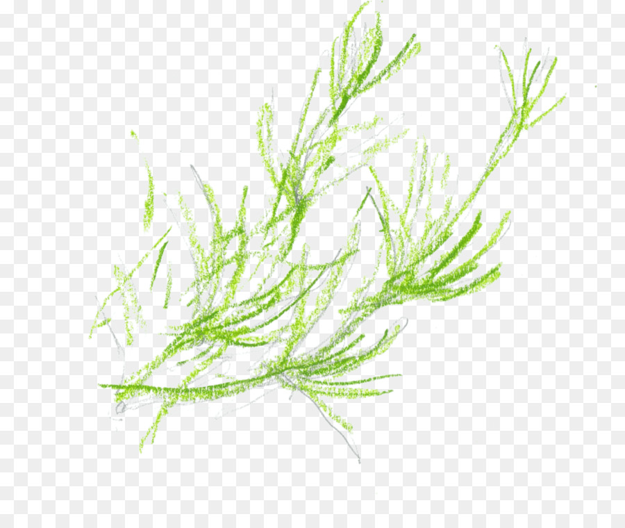 Gräser Pflanze, Stängel Kraut - Temeraire
