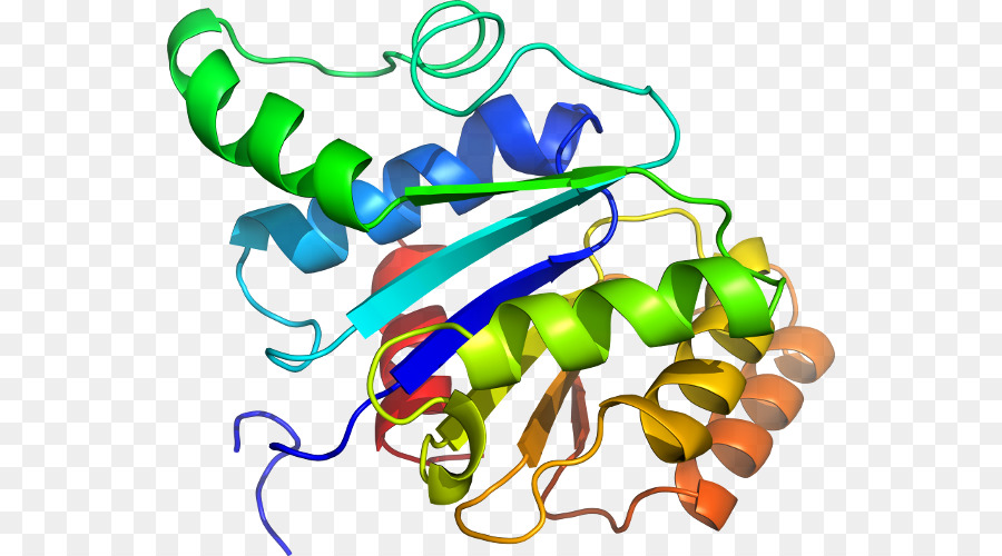 Clip art Organismus, Linie, Körper Schmuck - glucose6phosphate dehydrogenase Mangel