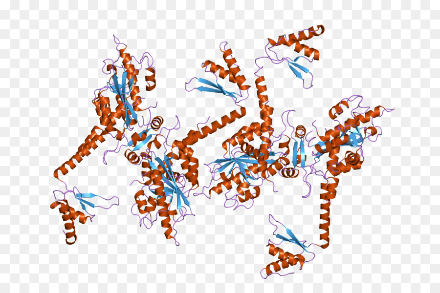 Poly(A)-spezifischen Ribonuclease (PARN) Enzym - 