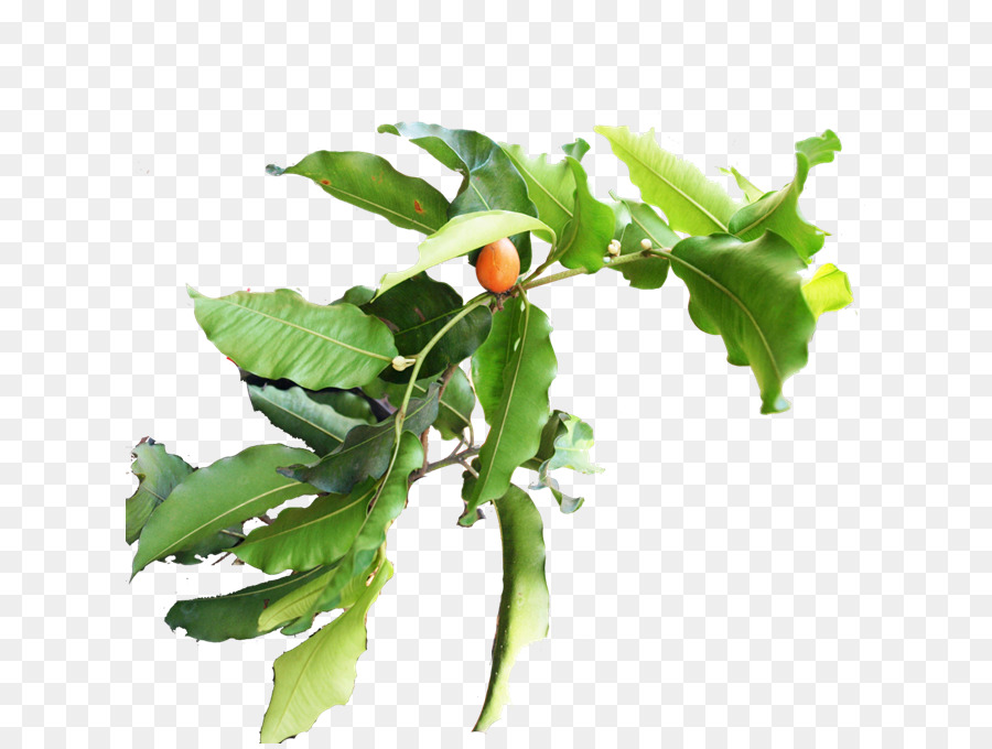 Niederlassung Gemüse-Obst-Pflanze-Stiel Blatt - 