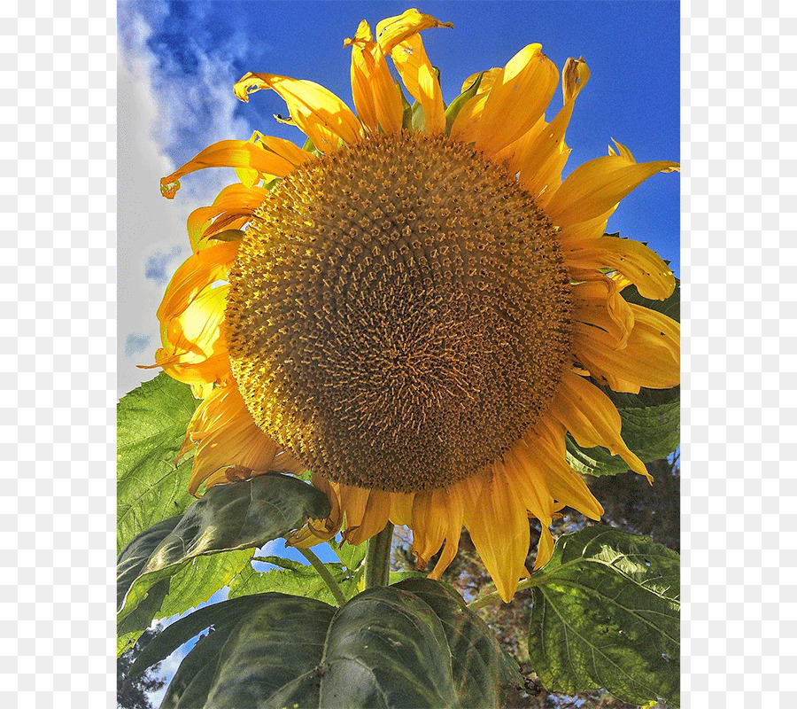 40 sonnenblumen bilder kostenlos  besten bilder von