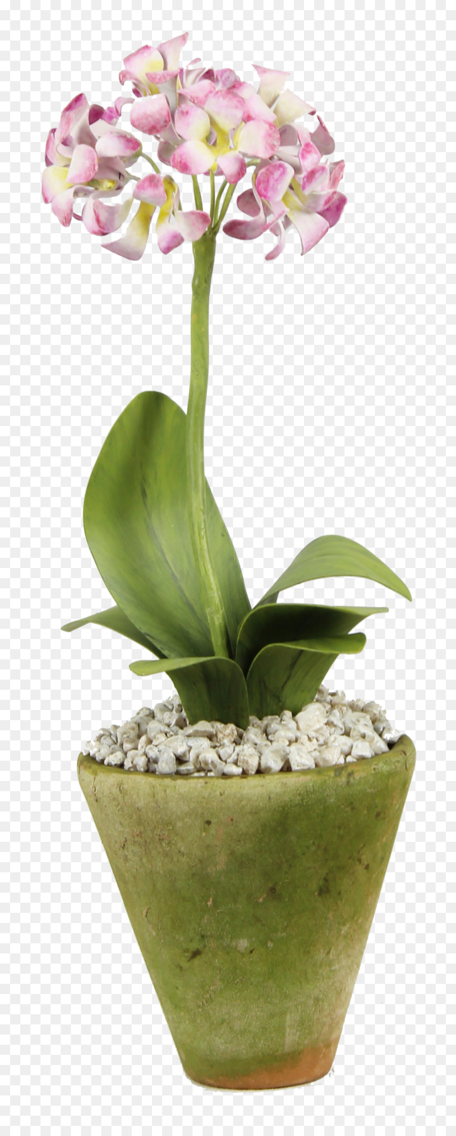 Falena orchidee in Vaso pianta d'appartamento mobili Occasionali Orso orecchio - 