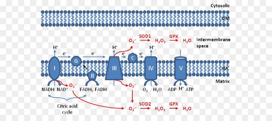 Specie reattive dell'ossigeno ROS Mitocondriali Elettrone Radicale - 