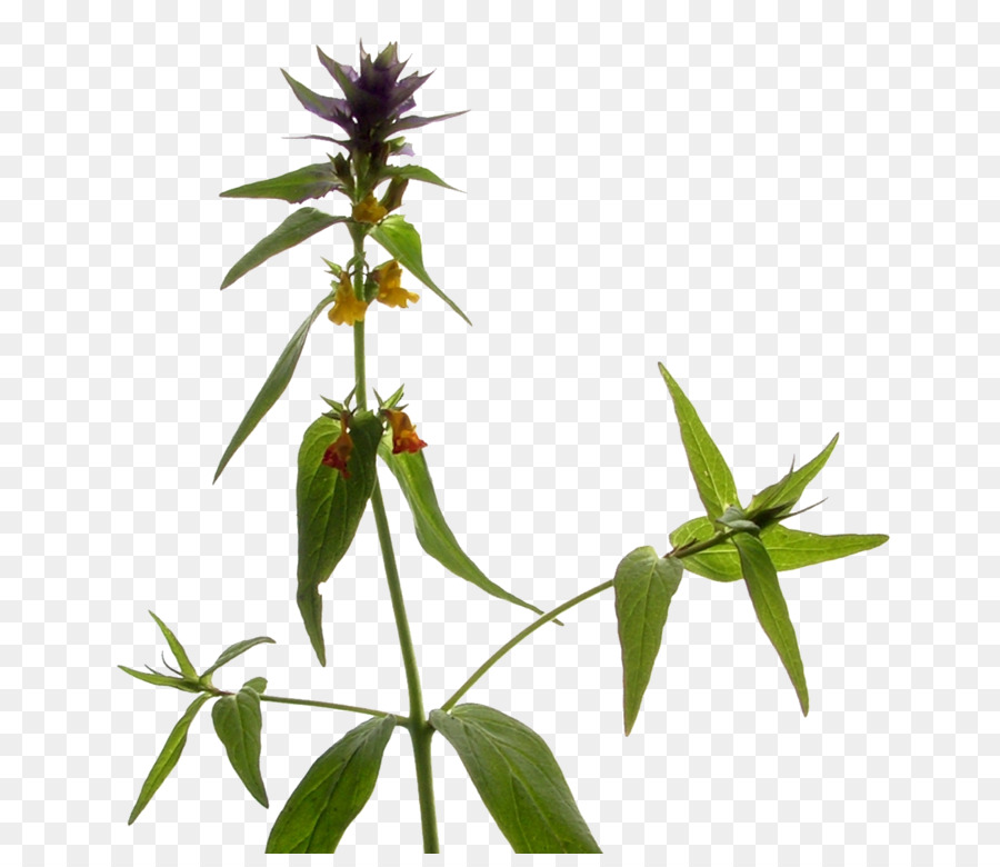 Melampyrum Figworts piante da Seme staminali Vegetali - 
