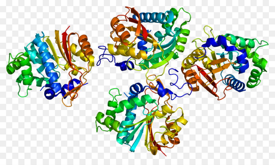 Nicotinamid-N-methyltransferase, S-Adenosyl-Methionin Enzyme Protein - 