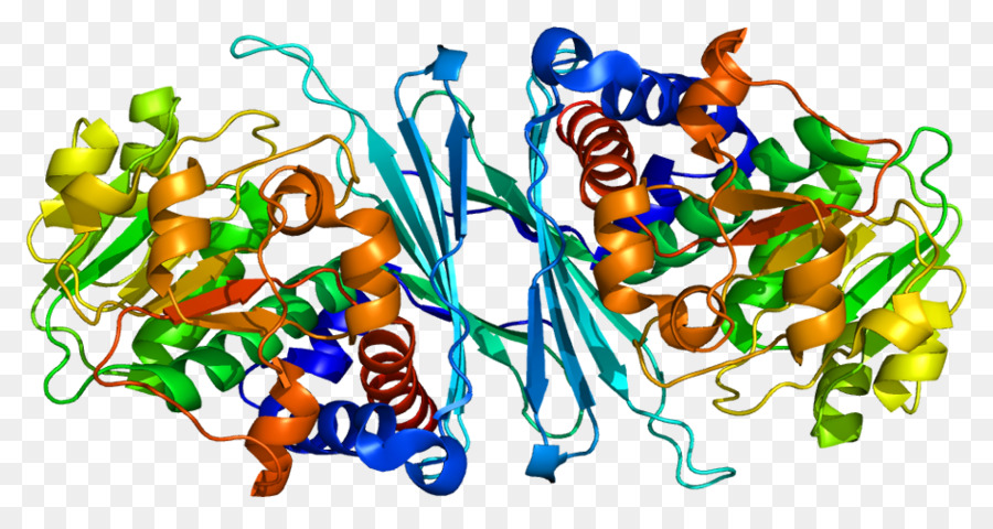 CRYM Protein-Gen Ornithin cyclodeaminase Crystallin - 