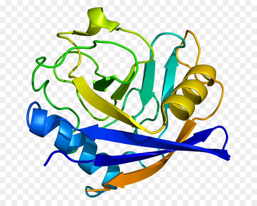 Phát triển lâm sàng sớm Peptidylprolyl isomerase D Cyclophilin Protein - 