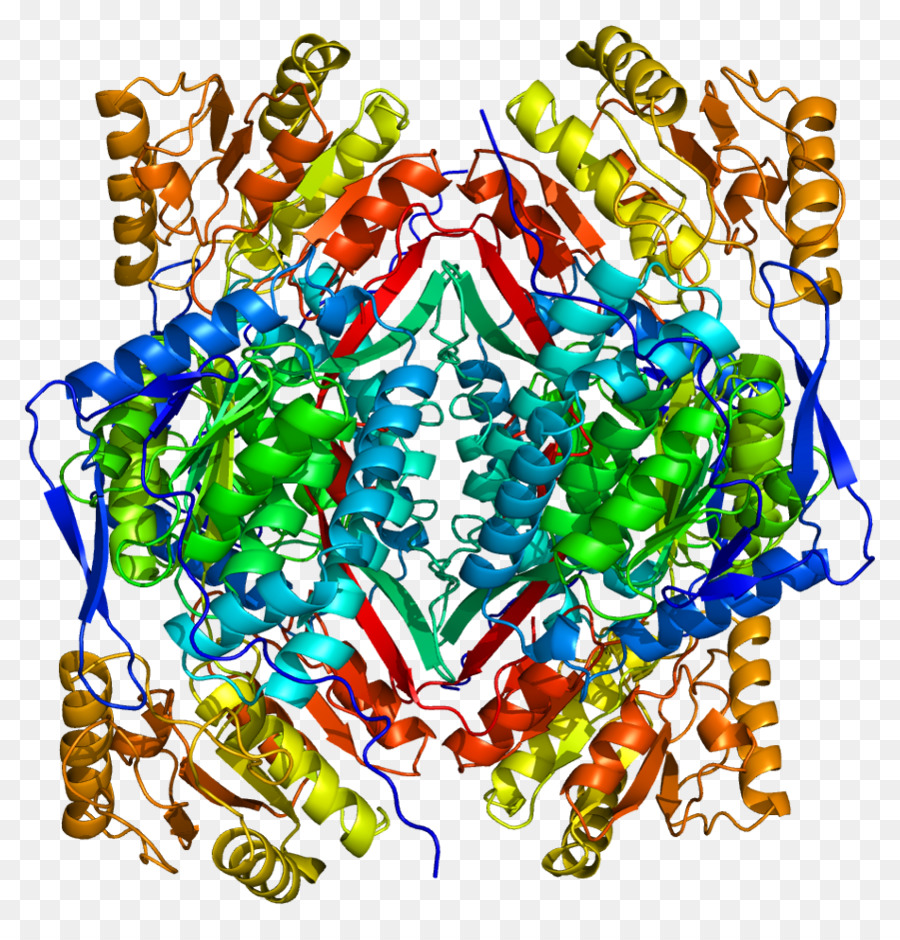 ALDH2 Aldeide deidrogenasi Proteine Alcool filo di reazione Enzima - 