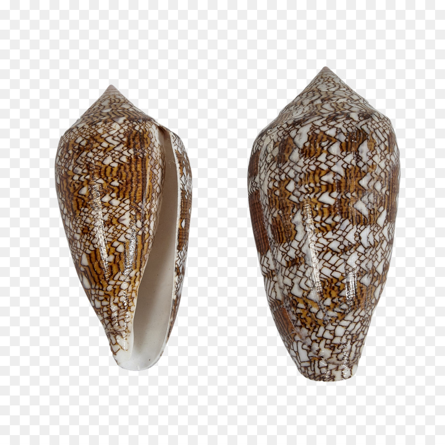 Seashell 3 Conchology Conus dệt tạo tác - vỏ sò
