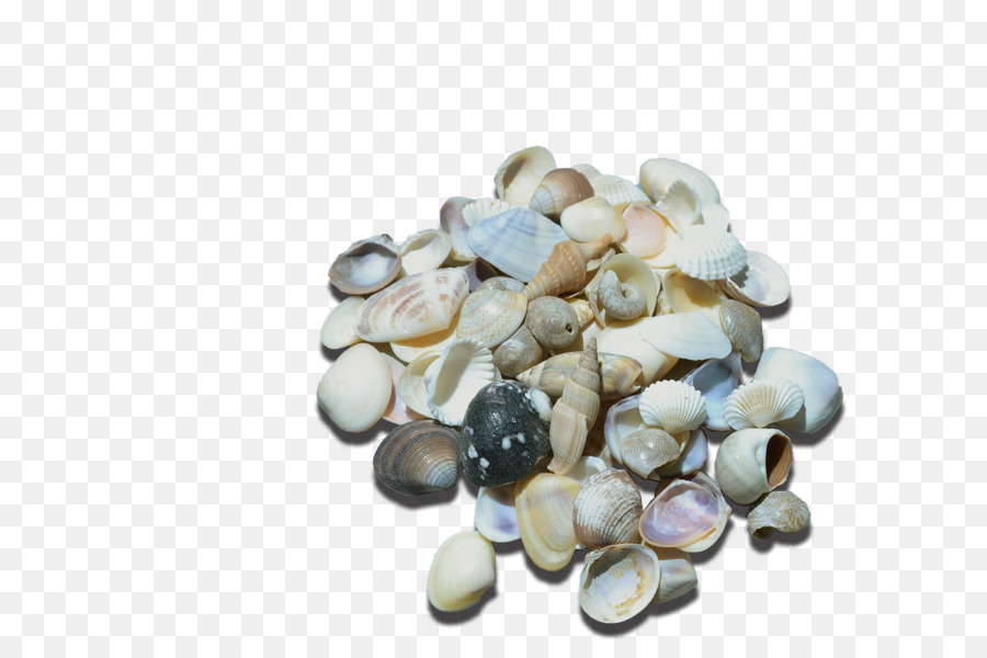 Cockle Seashell Persönliche computer-Murex-Perlmutt - Seashell
