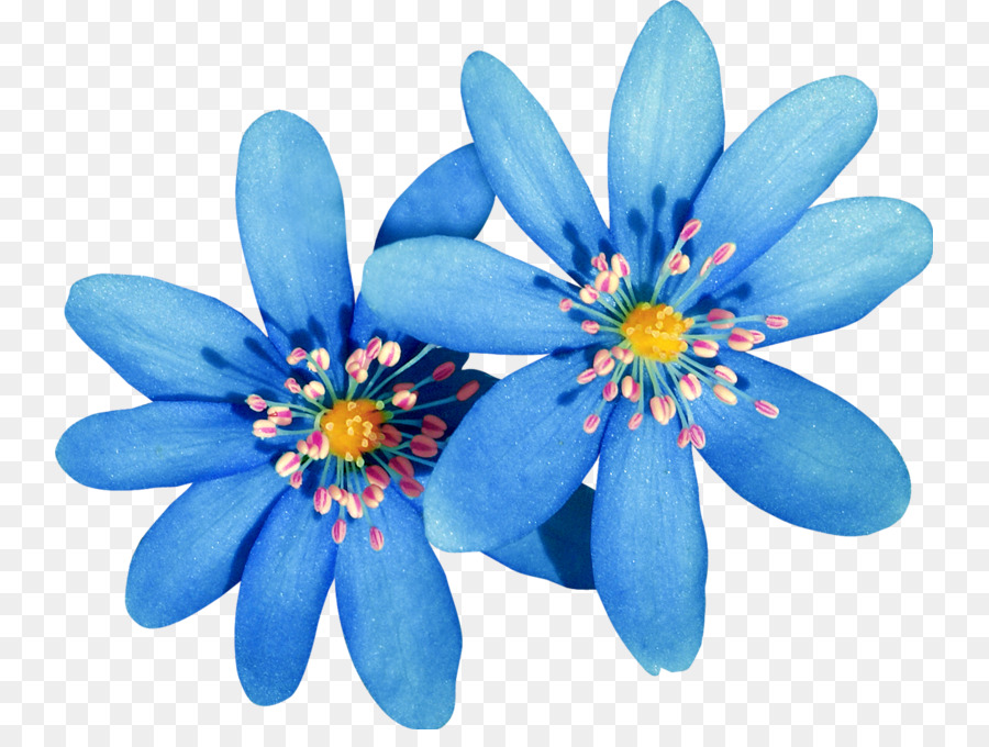 Hoa hình Ảnh đồ Họa Màu nước sơn - hoa