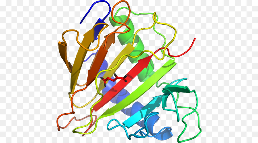 Clip art Illustration Graphic design Schuh Organismus - Retinoblastom Protein