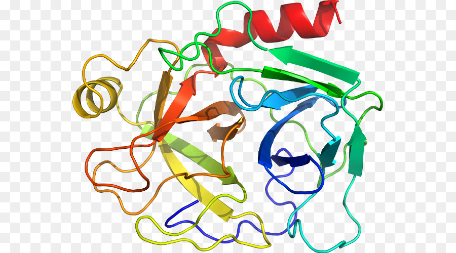Clip art Organismus, das Menschliche Verhalten Produkt - Immunglobulin M