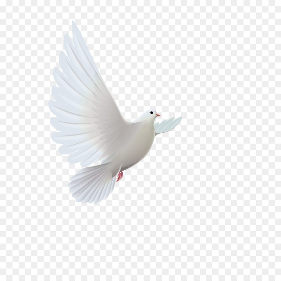 Chim Bồ Câu Trắng  Ảnh miễn phí trên Pixabay  Pixabay