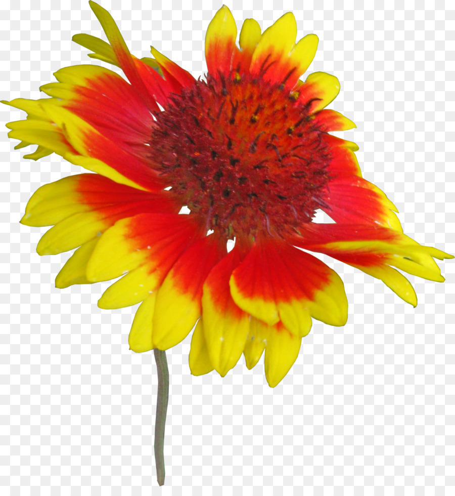 Coperta di fiori Portable Network Graphics immagine Digitale Adobe Photoshop - la gaillardia mesa jaune