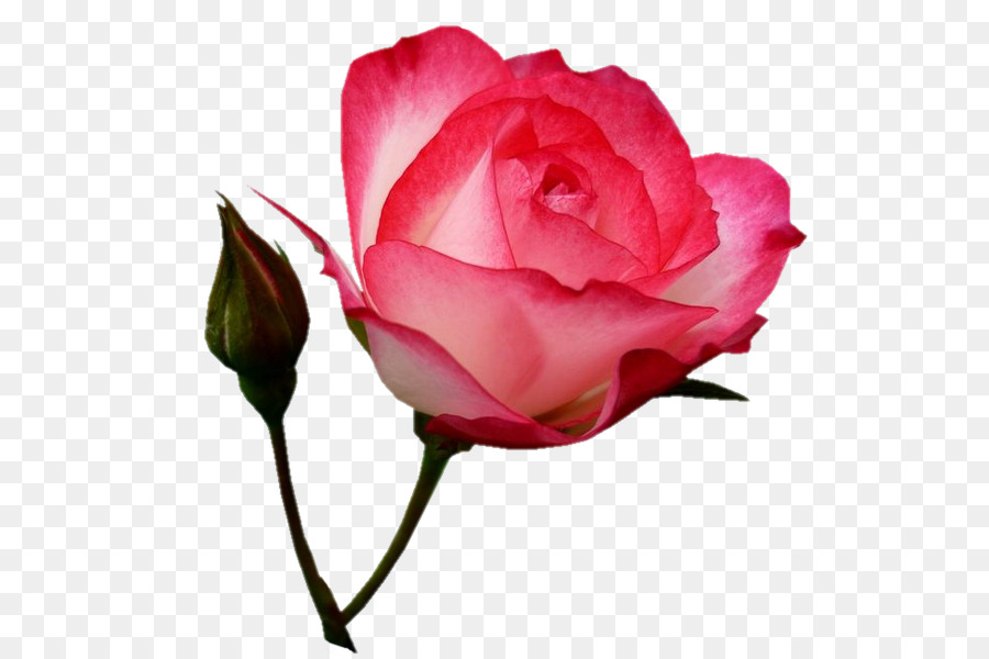 Le rose da giardino Fiore Immagine grafica Vettoriale Portable Network Graphics - fiore