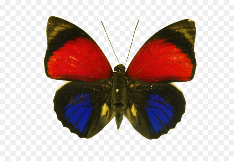 Pinsel-footed Schmetterlinge Agrias belsazar Bedeutung, Definition Fotos - 
