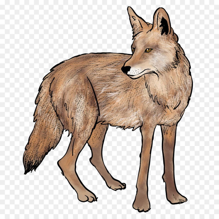 Đỏ fox Sói Coyote đồ Họa Mạng Di động Jackal - chó sói
