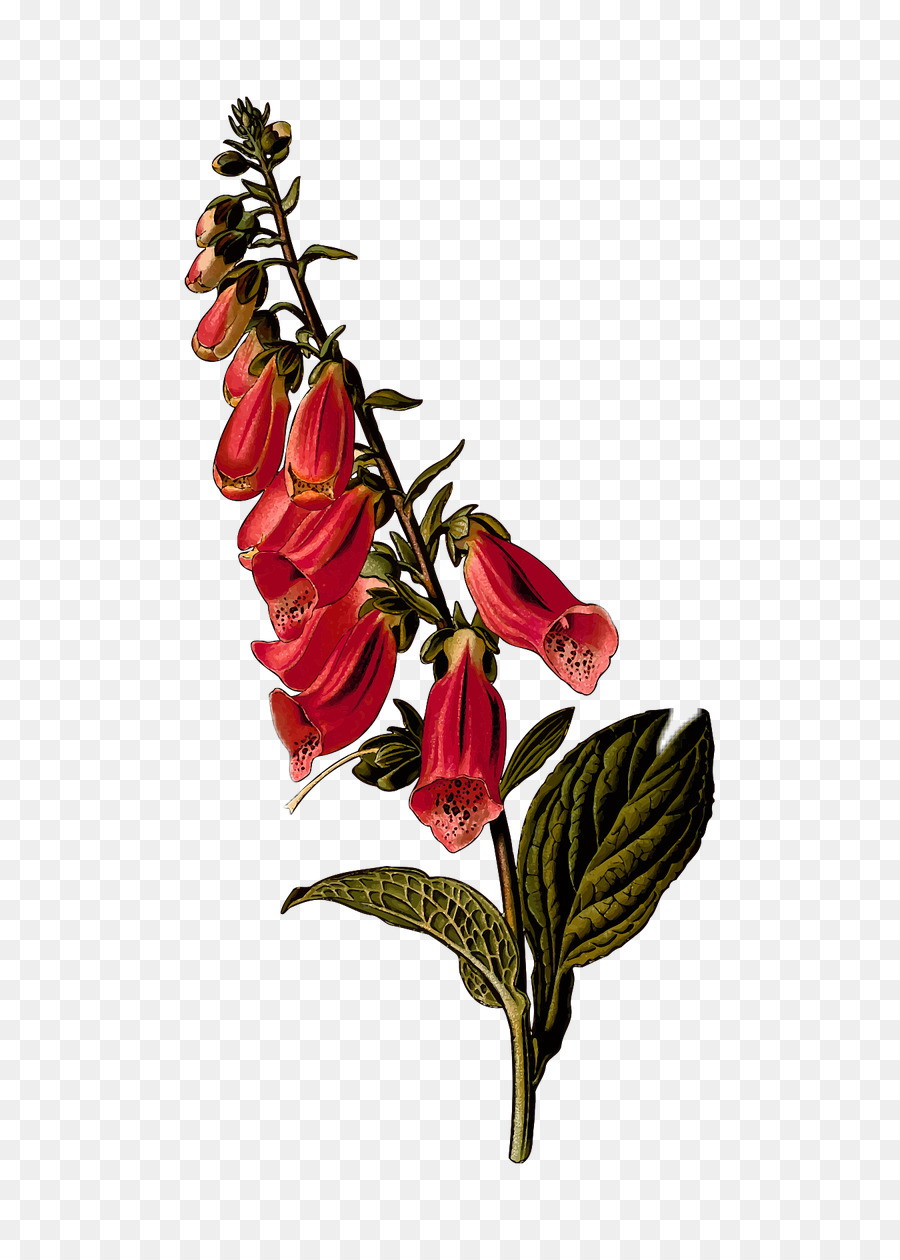 L'illustrazione botanica Botanica Disegno Signora guanto - piante