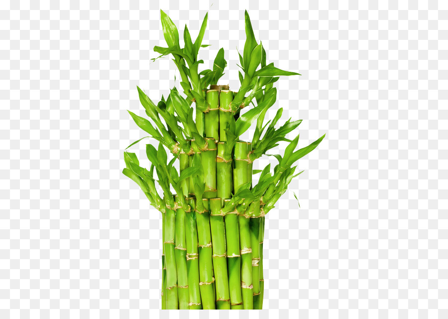 Lucky bambù, pianta da appartamento Piante da Giardino - la baia di mellieha, malta