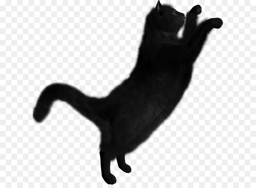Persische Katze Portable Network Graphics Clip art Black cat-Bild - Kätzchen