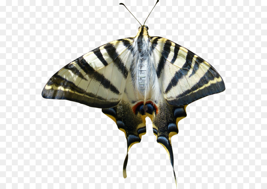 Spazzola zampe farfalle Farfalla Immagine Grafica del Baco da seta - farfalla
