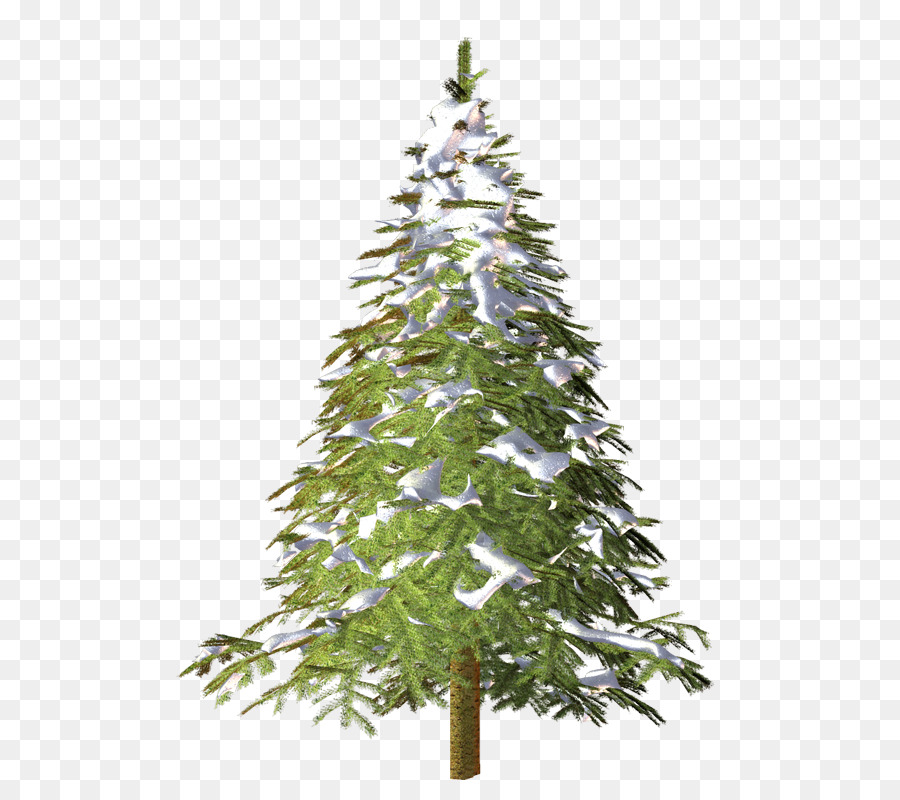 Fichte Weihnachtsbaum: Nadelbäume Werbung - 