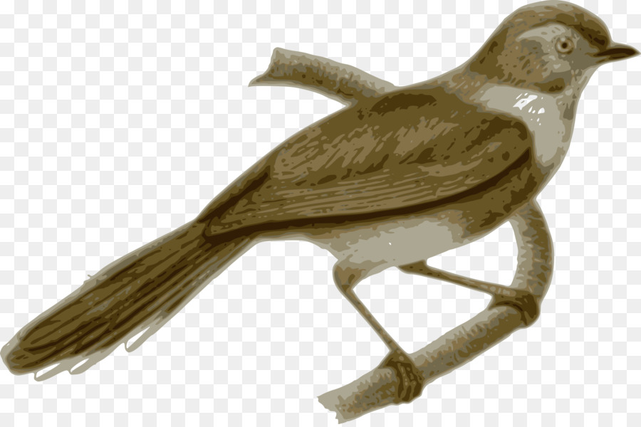 Chim Clip nghệ thuật Véc tơ đồ họa Muội bushtit Feather - con chim