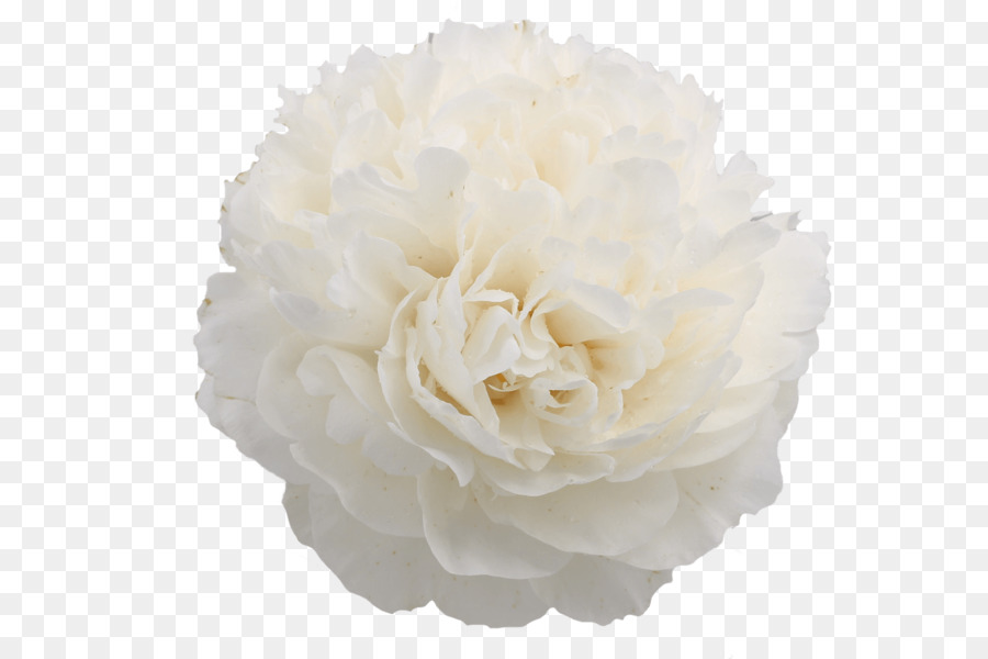 Hoa mẫu đơn Cắt hoa bắp Cải Cánh hoa hồng - hoa mẫu đơn