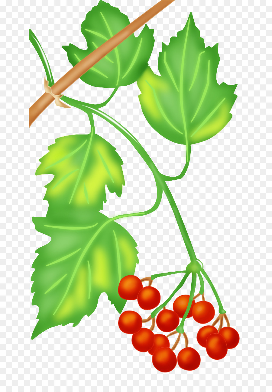 Vite Alimentare Di Frutta E Verdura In Foglia - viburnum simbolo