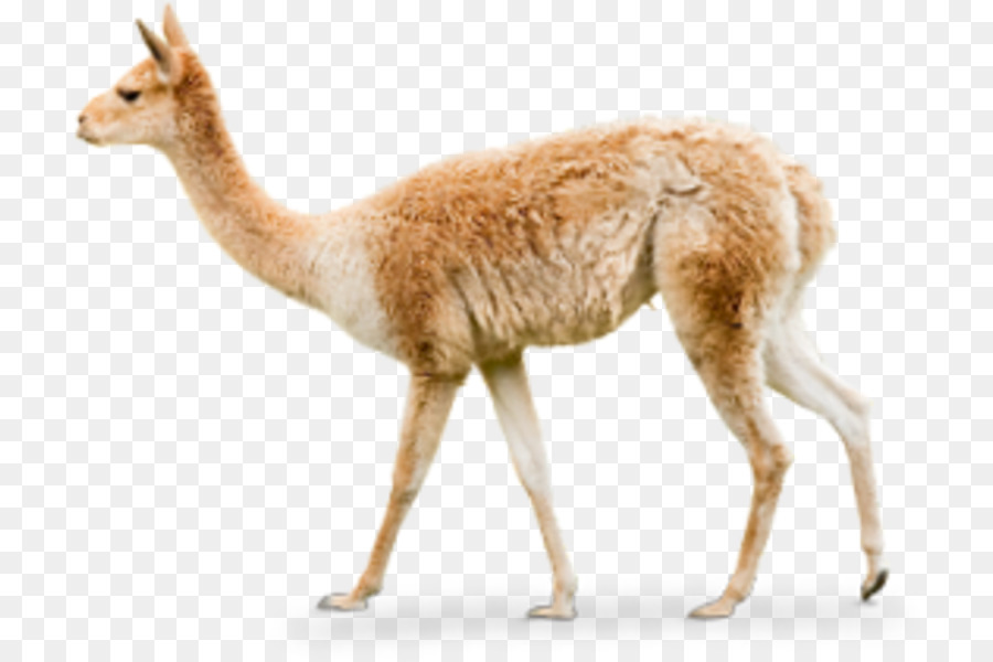 Llama Alpaca Lạc Đà Thảo Nguyên Lớn Sở Thú Hellabrunn Ảnh - vicuna bản đồ