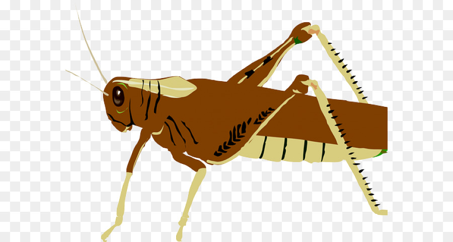 Clip nghệ thuật châu Chấu Véc tơ đồ họa Côn trùng Locust - châu chấu