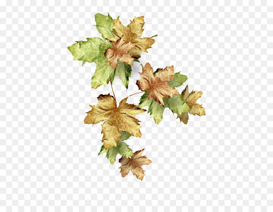 Autumn Leaves-Bild Portable Network Graphics Blatt - Herbst