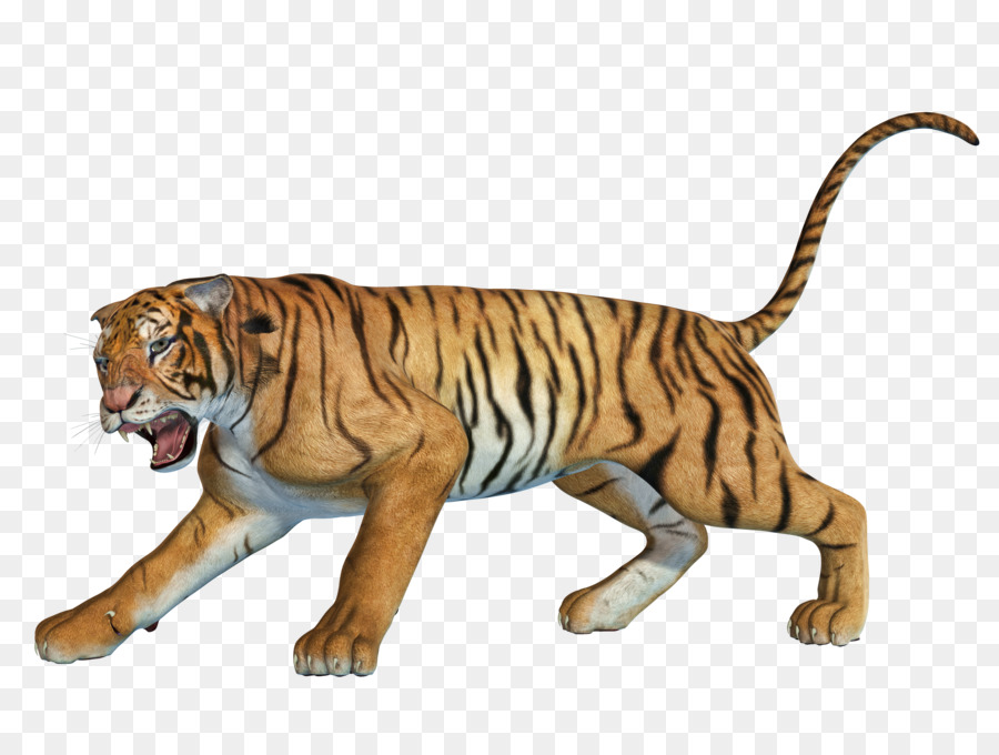 Immagine del Gatto tigre della Cina Meridionale Animale Scaricare - gatto