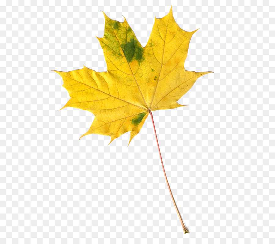 Ahorn Blatt Autumn Leaves Bild - Blatt