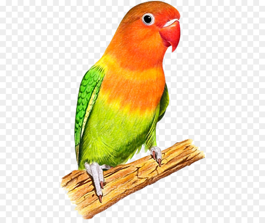 Âm thanh Vẹt Vẹt của New Guinea - con chim