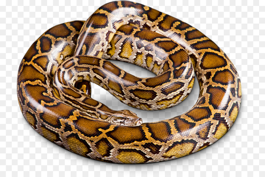 Boa constrictor Schlangen Burmese python, Python molurus Hognose Schlange - Tigerpython