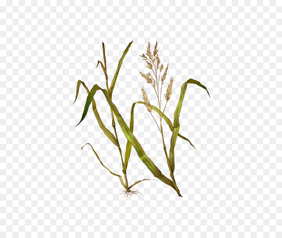 Festuca pratensis Sweet Grass Timothy-gras-Heu-Emmer - wiesenschwingel