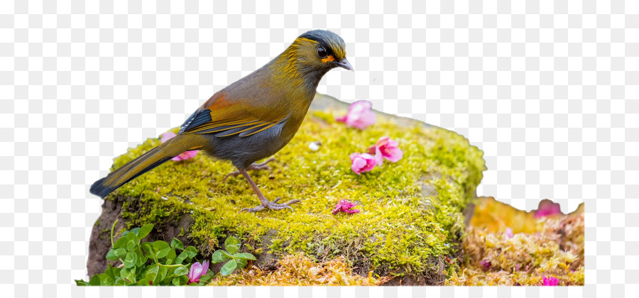 Vogel Desktop Wallpaper Katze Bild Tier - verschiedene