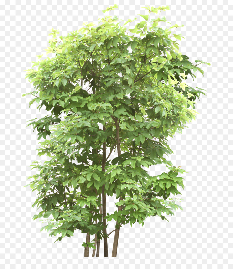 Vektorgrafik Baum, Bild, Design, Portable Network Graphics - grüne Bäume