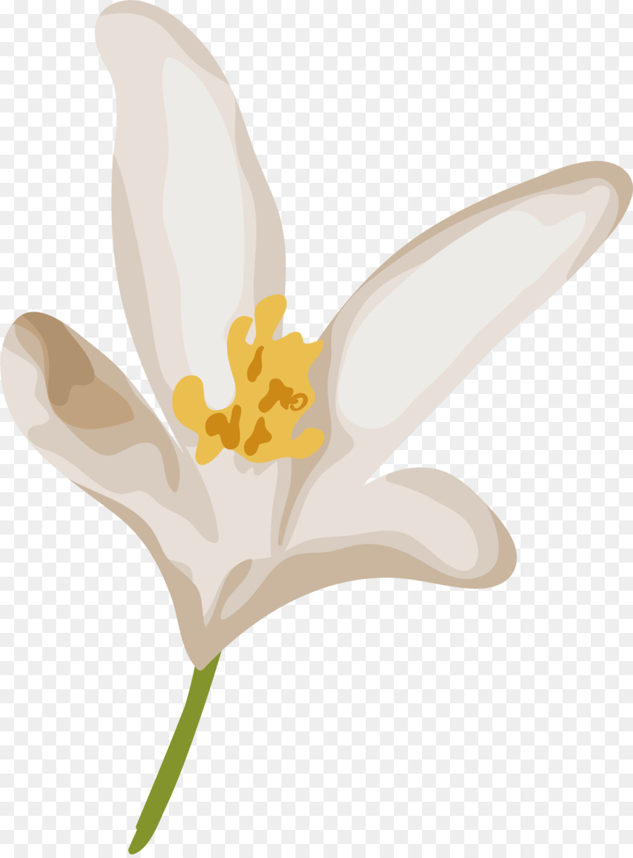 Tulip Narciso staminali Vegetali - fiore delicato