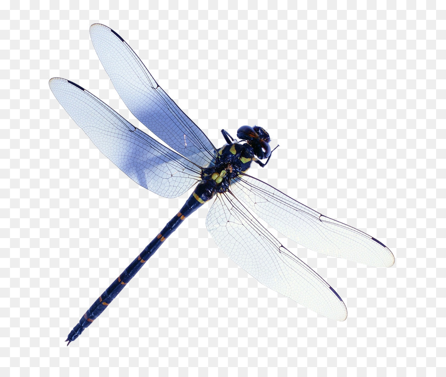 Dragonfly Stock-Fotografie-Bild-Käfer - zu