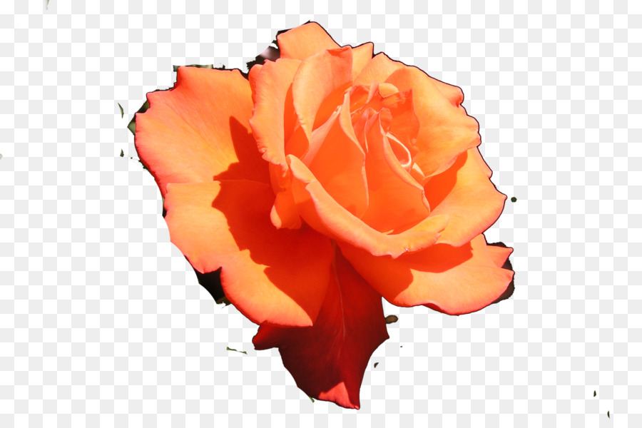 Hoa hồng trong vườn Hoàng Quốc xã Hội hoa Hồng Vườn Floribunda Giống - Hoa hồng