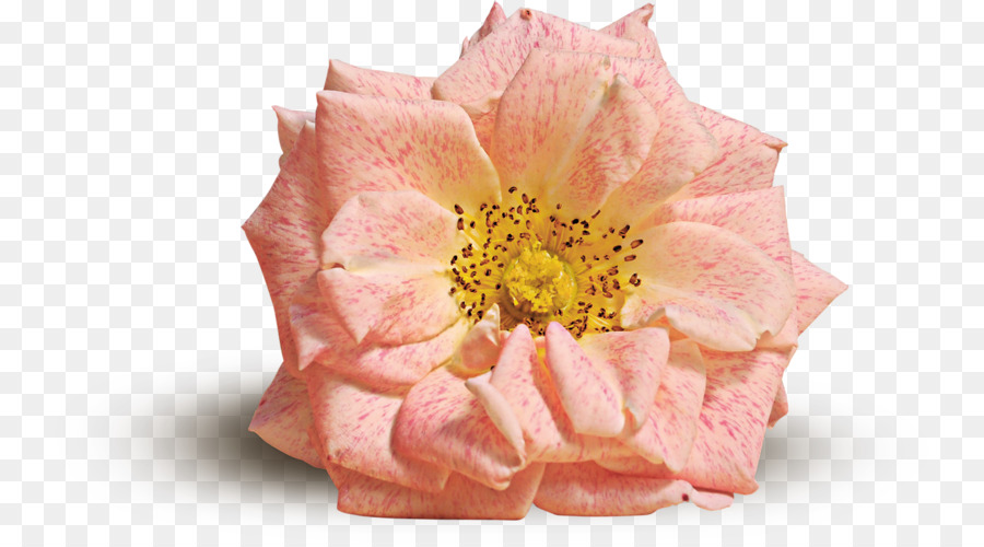 Fiore Di Colore Rosa Portable Network Graphics Giallo - fiore